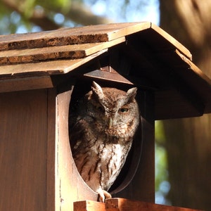 Owl nesting houses for: Horned Owl, Burrowing Owl, Screech Owl, Barred Owl. Owls, Nesting, Raptors, Farms, Homes