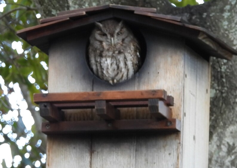 Extra Large Owl houses for Horned Owl Burrowing Owl Etsy