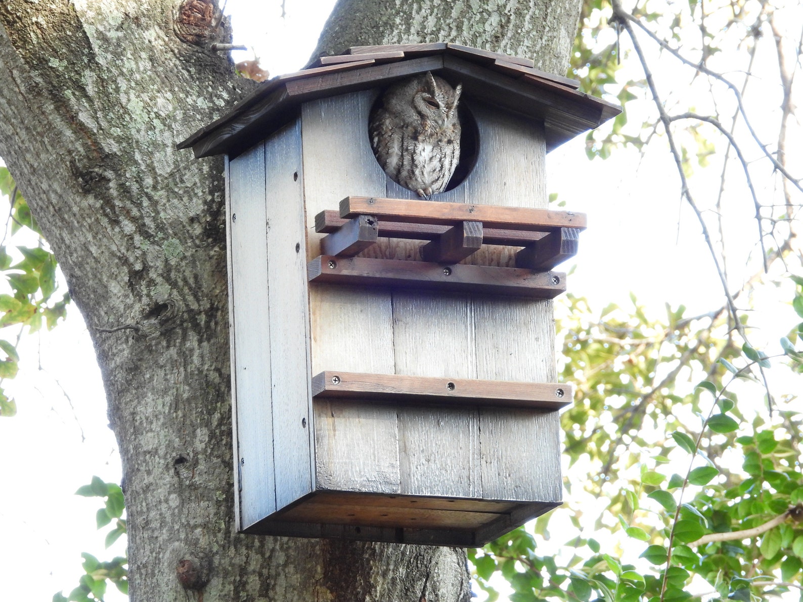 Ranch style Owl houses for Horned Owl Burrowing Owl Screech Etsy