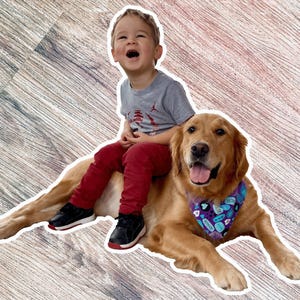 A young boy in a gray shirt and red pants is sitting on a golden retriever dog, both appearing happy and relaxed.