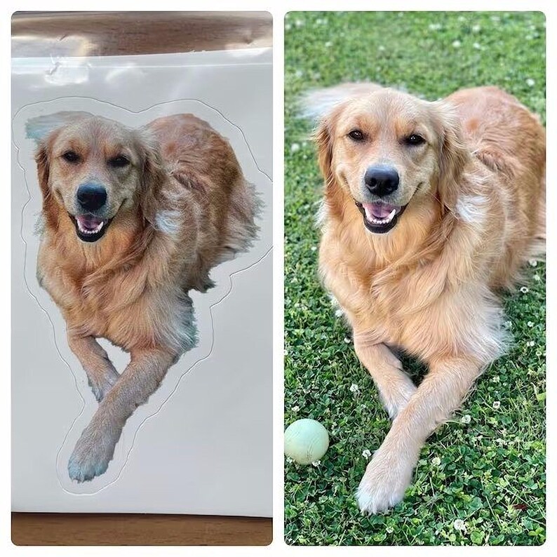 The image is a collage of two photos. The first photo shows a golden retriever dog lying on the grass, while the second photo depicts the same dog playing with a tennis ball.