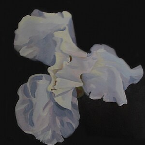 October Iris - Fine Art Print of Still Life Flower Original Oil Painting