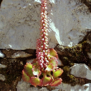 3 Umbilicus rupestris tuberous roots, the navelwort, penny-pies or wall pennywort, Perfect for terrariums vivariums and rock wall gardens image 3