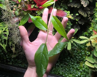 Ficus Sagittata a perfect tropical terrarium plant!