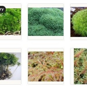 7 best moss for Terrariums! cushion moss, mood moss, tree moss, fern moss with Phytosanitary certification and Passport