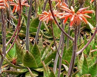 Rote Aloe maculata, Aloe saponaria, die Seifen-Aloe oder Zebra-Aloe. 10 x 10 cm große Pflanze mit Wurzeln.