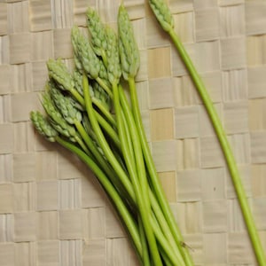 20 Ornithogalum pyrenaicum seeds, Prussian asparagus, wild asparagus, Bath asparagus, Pyrenees star of Bethlehem image 1