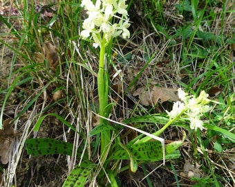 Orchis provincialis bol of zaaddoos en substraat. de Provence-orchidee, grondorchideeën, orchideebol, gele orchideeën, gevlekte gele orchidee