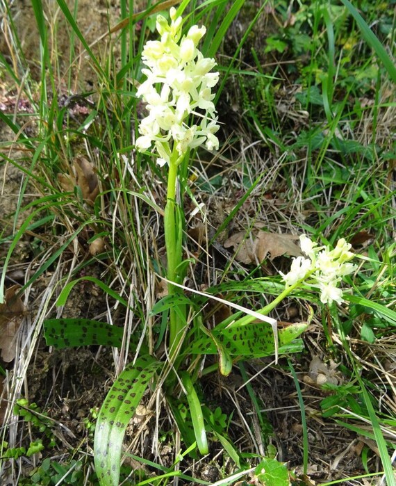 Bulbe ou gousse d'Orchis provincialis et substrat. orchidée de Provence,  orchidées moulues, bulbe d'orchidée, orchidées jaunes, orchidée jaune  tachetée -  France