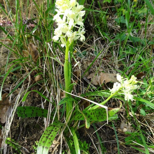 Bulbe ou gousse d'Orchis provincialis et substrat. orchidée de Provence, orchidées moulues, bulbe d'orchidée, orchidées jaunes, orchidée jaune tachetée