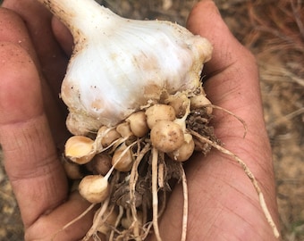 3 Bulbos Allium ampeloprasum puerro silvestre, ajo elefante con Certificación Fitosanitaria y Pasaporte, cultivado por proveedor