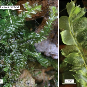 Terrarium carpeting liverwort Lophocolea bidentata, with Phytosanitary certification and Passport, grown by moss supplier image 2