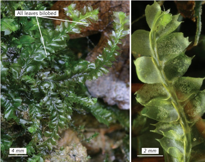 Terrarium carpeting liverwort Lophocolea bidentata, with Phytosanitary certification and Passport, grown by moss supplier image 2