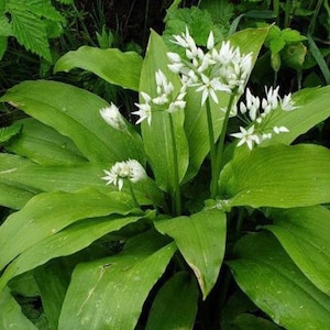 bulbes/graines d'allium ursinum, ail des ours avec certification phytosanitaire et passeport, cultivés par le fournisseur image 2