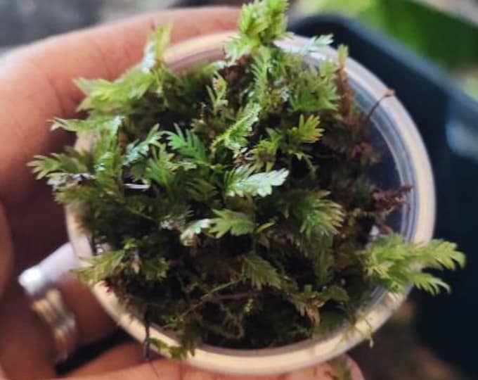 Featured listing image: Terrarium moss Fissidens polyphyllus with Phytosanitary certification and Passport, grown by moss supplier