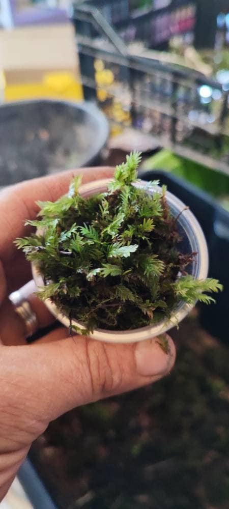 Terrarium moss Fissidens polyphyllus with Phytosanitary certification and  Passport, grown by moss supplier