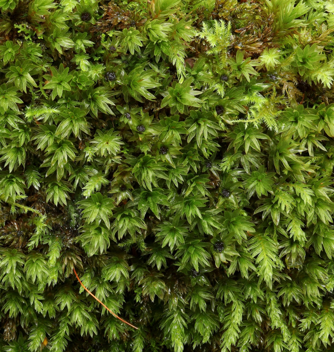 Moss collection Select 15 to 45 species of moss with Phytosanitary