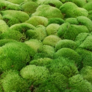 Mood moss, Dicranum s. Terrarium moss