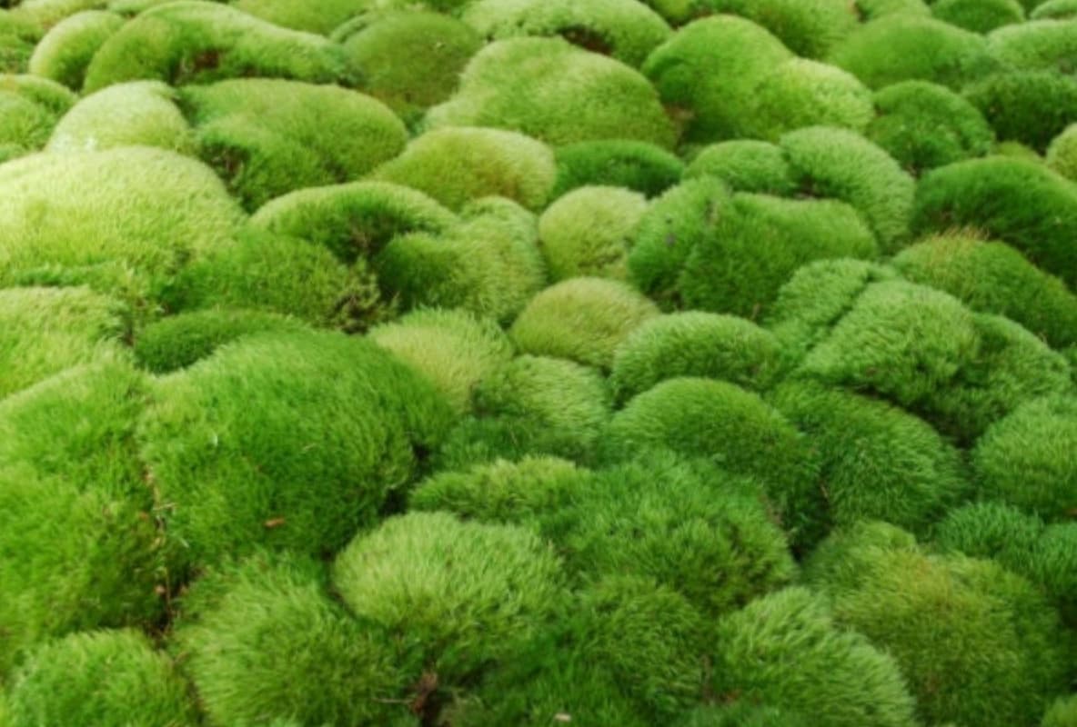 Dormant Frog/mood Moss - Naturalistic Decorative Moss for Terrarium -  Natural Moss for Toads, Salamanders, Garter or Green Snakes