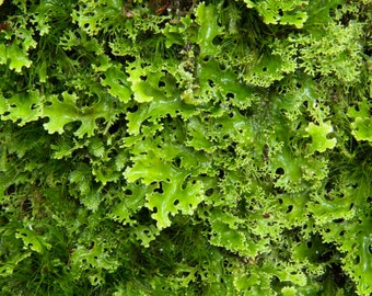 Terrarium lichen Pseudocyphellaria multifida with Phytosanitary certification and Passport, grown by moss supplier