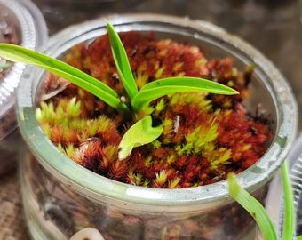3 Tiny orchid moss terrarium, home decorations, desk decoration, perfect gift