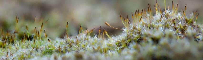 Racomitrium Heterostichum, Mousses à Franges Inférieures, Mousse Coussin, Faible Croissance, Rare, F