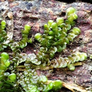 Radula complanata, woodcut plant, terrarium plant, Pale Scalewort image 6