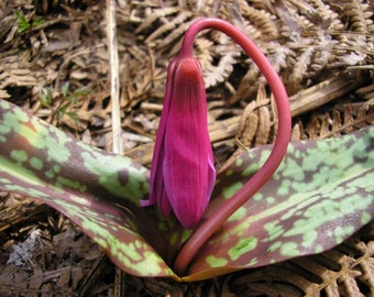 1 bulbo de Erythronium dens-canis, violeta diente de perro o violeta diente de perro, Erythronium, plantas de terrario