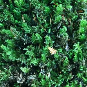 Terrarium moss Aulacomnium palustre, with Phytosanitary certification and Passport, grown by moss supplier 10x10 moss cm