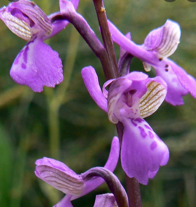 Anacamptis morio bulb or seed pod and substrate. the green-winged orchid or green-veined orchid, Orchis morio, purple flower orchid bulbs image 2