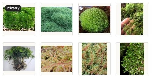 Live Mood Moss, 1 Square Foot, Great for Terrariums