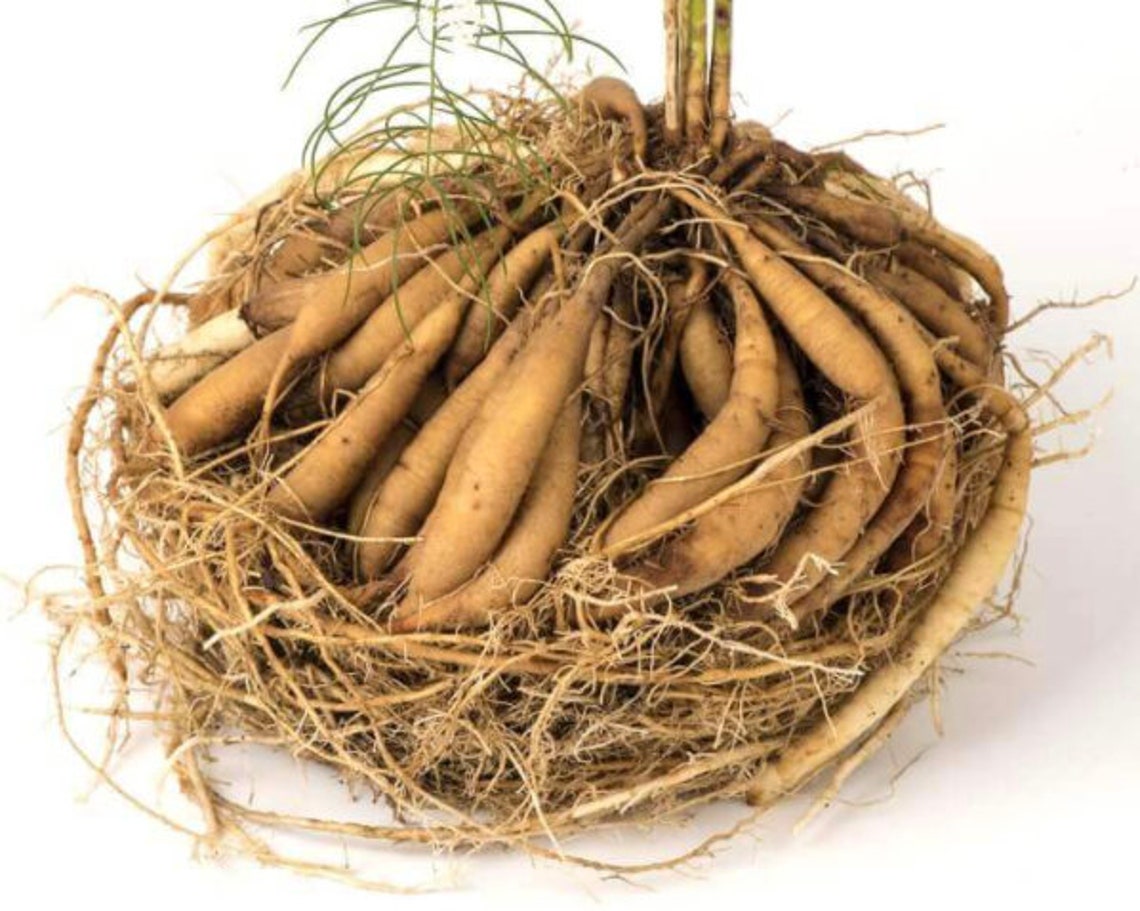 1 Wild asparagus root for planting Etsy