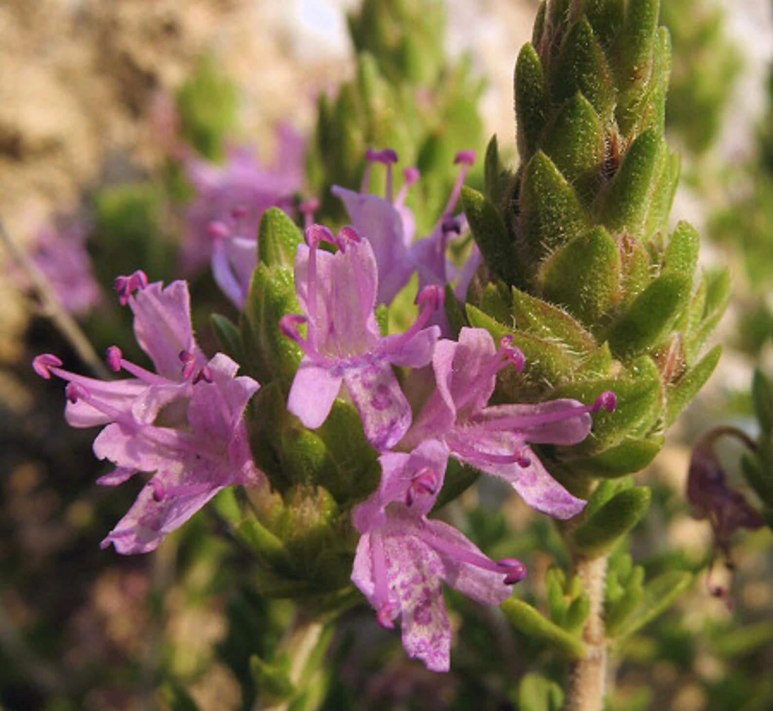 rosemary thyme