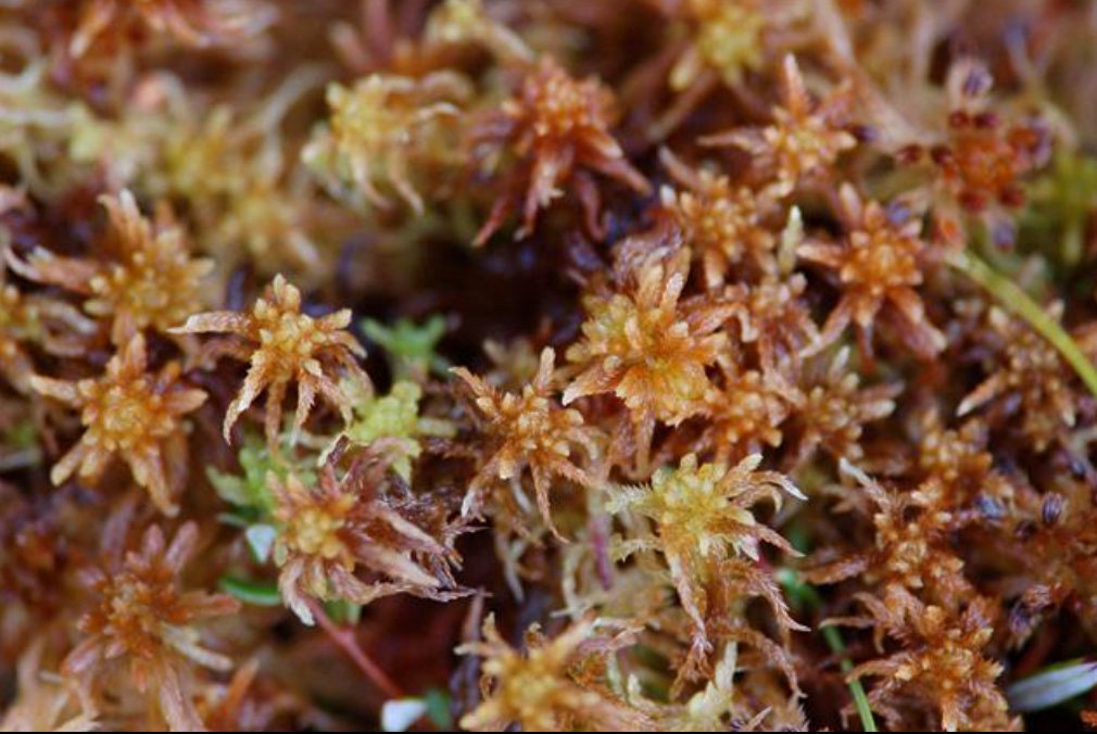 Living Sphagnum Terrarium moss, with Phytosanitary certification and