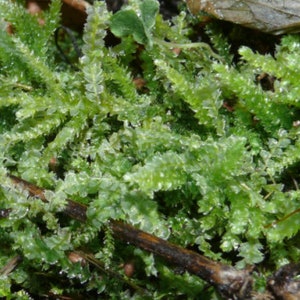 Terrarium carpeting liverwort Lophocolea bidentata, with Phytosanitary certification and Passport, grown by moss supplier