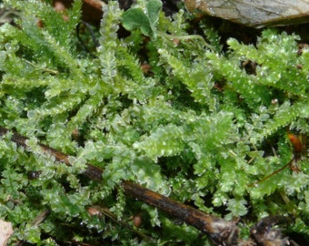 Terrarium carpeting liverwort Lophocolea bidentata, with Phytosanitary certification and Passport, grown by moss supplier