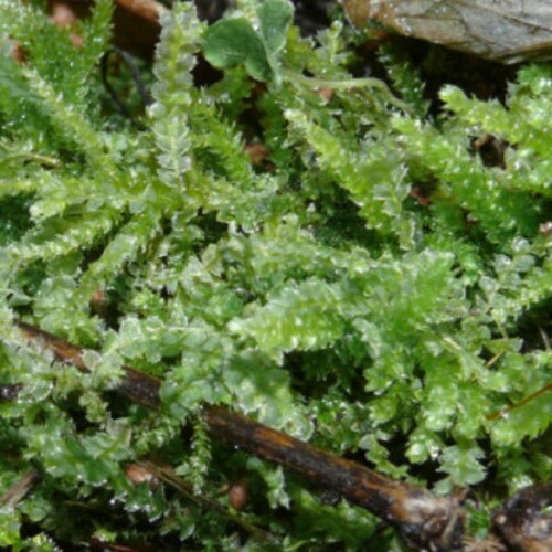 Terrarium carpeting liverwort Lophocolea bidentata, with Phytosanitary certification and Passport, grown by moss supplier