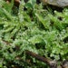 see more listings in the Liverwort section