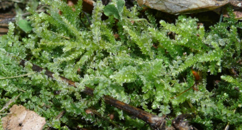 Terrarium carpeting liverwort Lophocolea bidentata, with Phytosanitary certification and Passport, grown by moss supplier 5x5cm liverwort