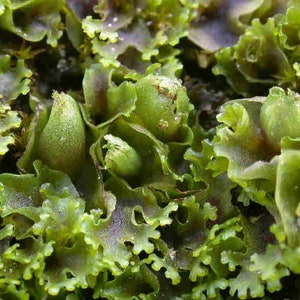 Terrarium Liverwort Endiviifolia with Phytosanitary certification and Passport, grown by moss supplier image 4