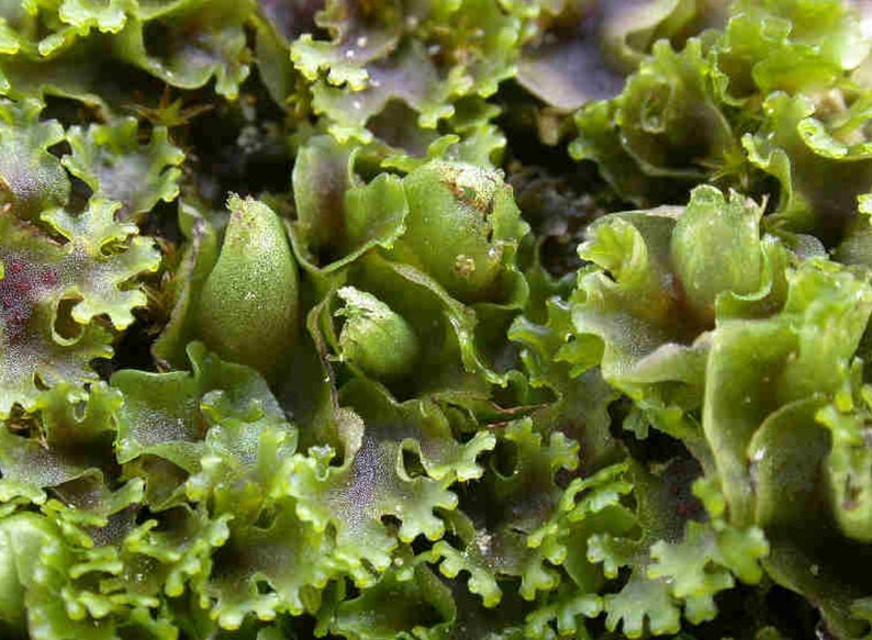 Terrarium Liverwort Endiviifolia with Phytosanitary certification and Passport, grown by moss supplier image 4