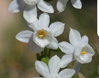 3 Narcissus dubius bulbs, sweet smelling Stone Jasmin.