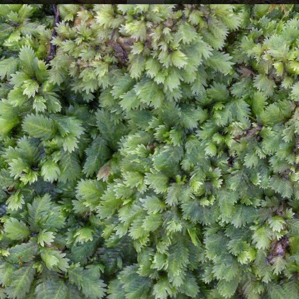 Terrarium moss Fissidens taxifolius Great Pocket-moss with Phytosanitary certification and Passport, grown by moss supplier