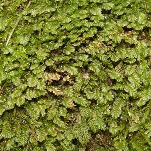 Terrarium liverwort Plagiochila porelloides liverwort carpets with Phytosanitary certification and Passport, grown by moss supplier stitchedplasticmesh