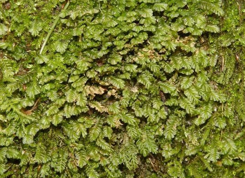 Terrarium liverwort Plagiochila porelloides liverwort carpets with Phytosanitary certification and Passport, grown by moss supplier stitchedplasticmesh