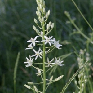 20 Ornithogalum pyrenaicum seeds, Prussian asparagus, wild asparagus, Bath asparagus, Pyrenees star of Bethlehem image 2