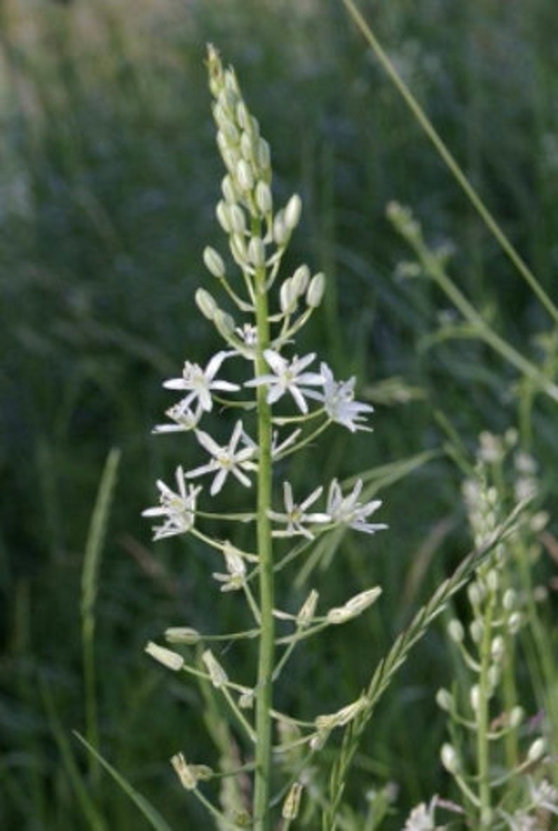 20 Ornithogalum pyrenaicum seeds, Prussian asparagus, wild asparagus, Bath asparagus, Pyrenees star of Bethlehem image 2