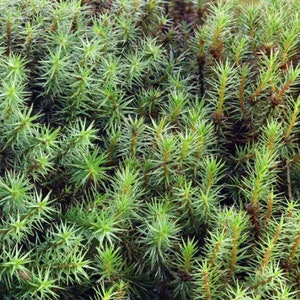 Terrarium moss 15cm tall Polytrichum juniperinum moss with Phytosanitary certification and Passport, grown by moss supplier image 4