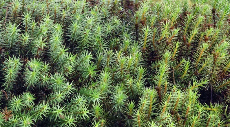 Terrarium moss 15cm tall Polytrichum juniperinum moss with Phytosanitary certification and Passport, grown by moss supplier image 4