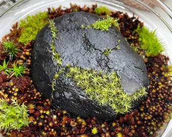 Terrarium Red moss, Andreaea alpina, with Phytosanitary certification and Passport, grown by moss supplier